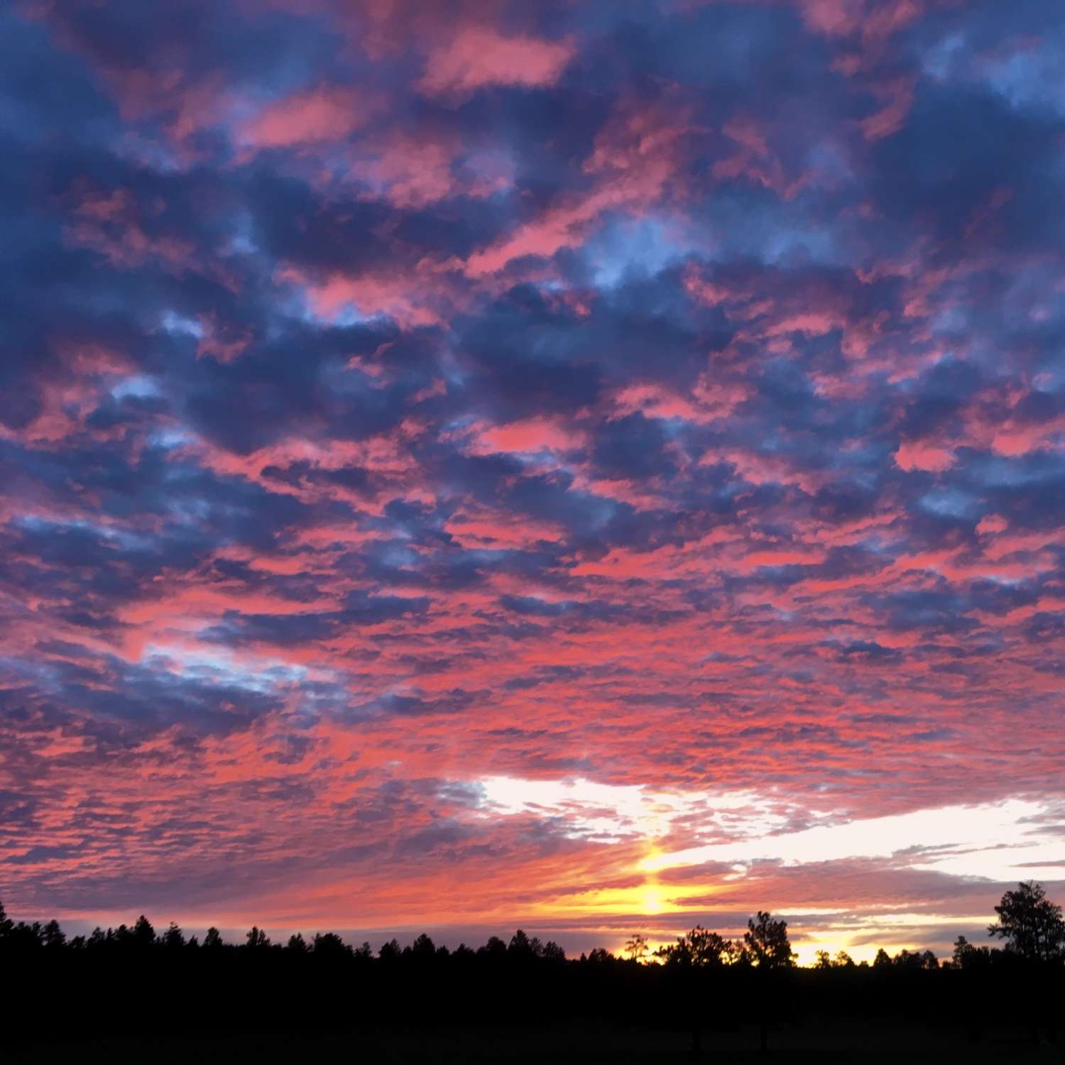 a photo of a vivid sunset and silhouetted trees in absolute silence